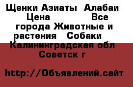 Щенки Азиаты (Алабаи) › Цена ­ 20 000 - Все города Животные и растения » Собаки   . Калининградская обл.,Советск г.